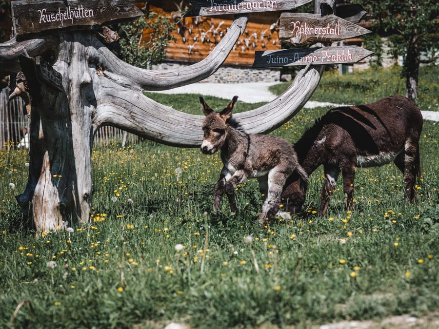 Esel am Proneben Gut, geduldig und zutraulich, Liebling der Kinder