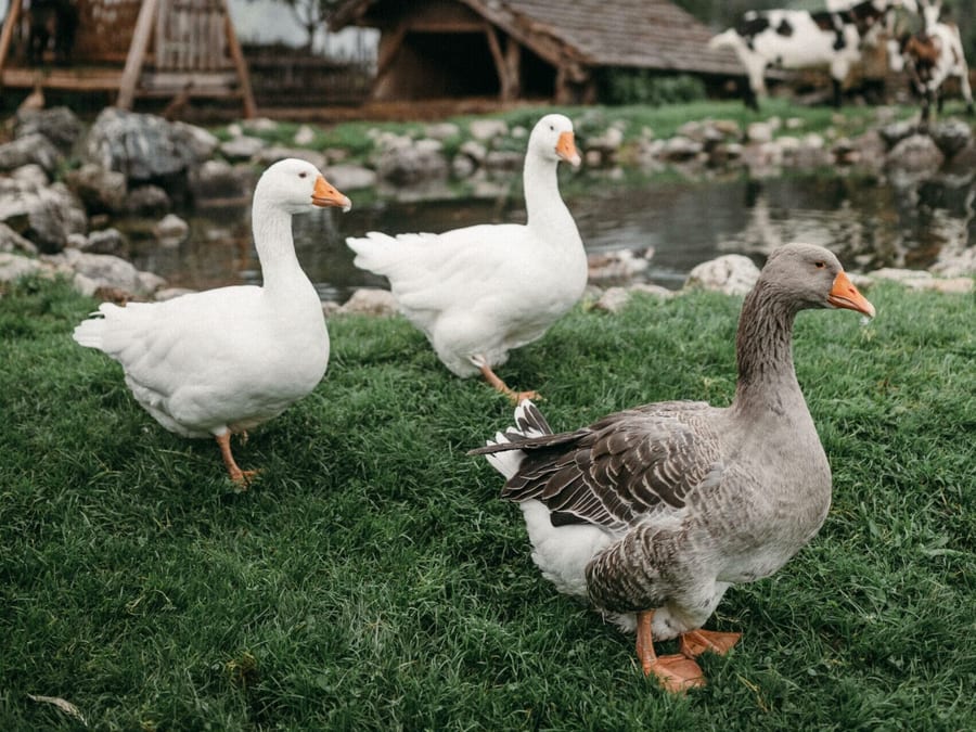 Gänse auf der Hofwiese am Proneben Gut, Salzburger Land