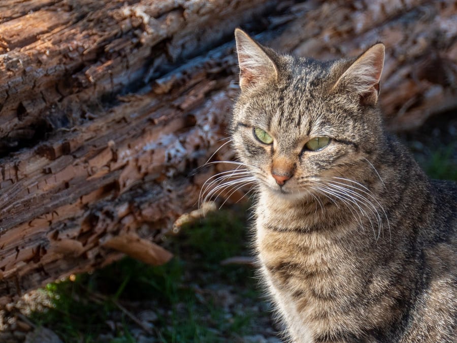 Hofkatze auf der Sonnenmauer am Stall des Proneben Guts