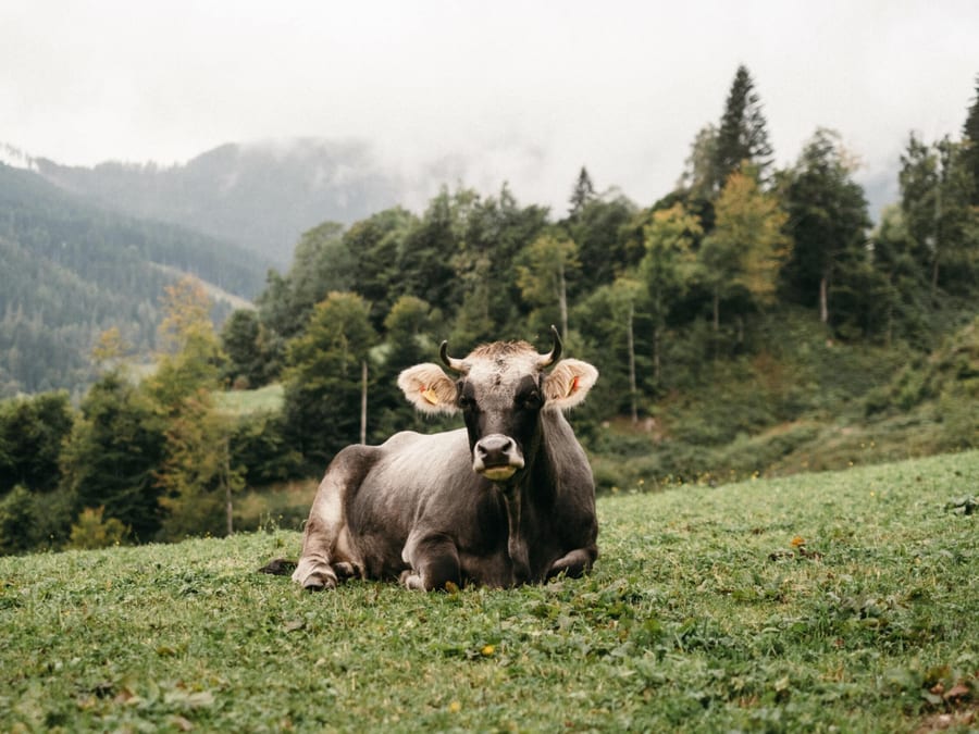 Grauvieh-Kuh auf der Weide am Proneben Gut mit Blick zum Hochkönig